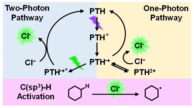 有机光催化剂PTH的单光子和双光子激发途径用于氯离子氧化至氯原子HAT中间体，并应用于C-H键活化