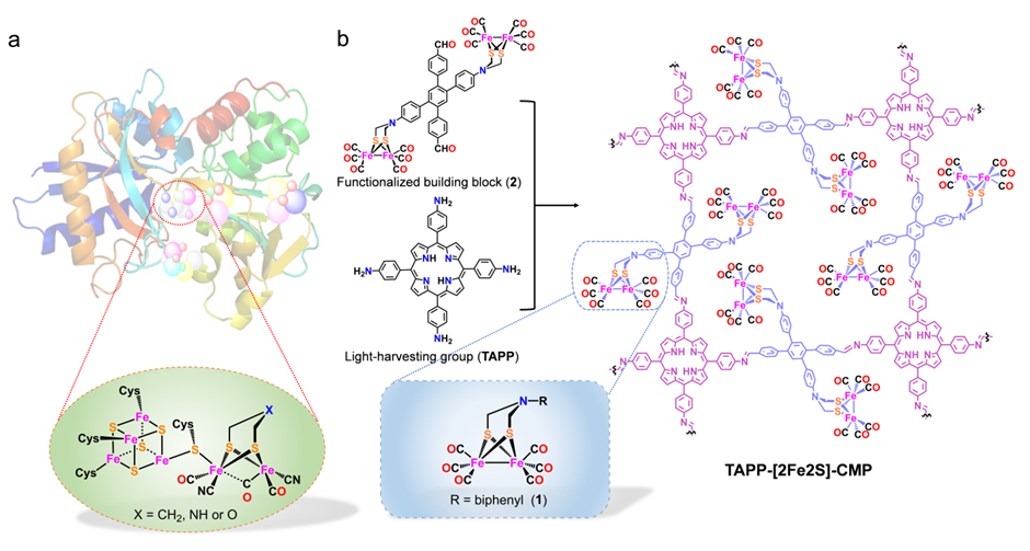 ACB：CPM基氢化酶仿生体系用于光催化分解水制氢协同降解四环素