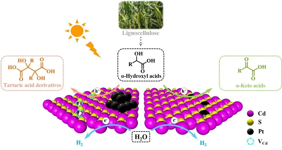 生物质基α-羟基酸光催化转化的选择性调控